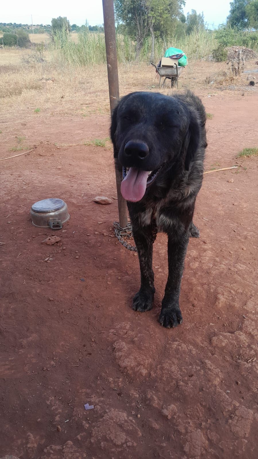 Doa se casal  de cães de 8 meses