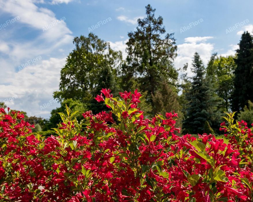 Krzewuszka 'Eva Rathke' (Weigela) Mrozoodporny krzew Doniczka 2.0L