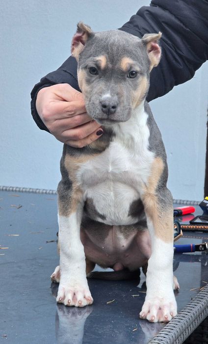 American bully xl