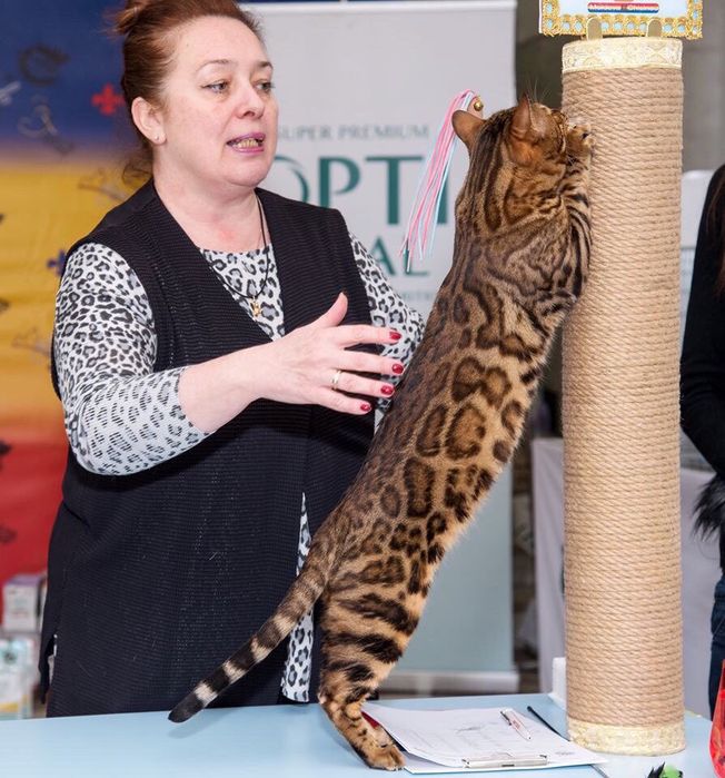 Бенгал, бенгальський котик