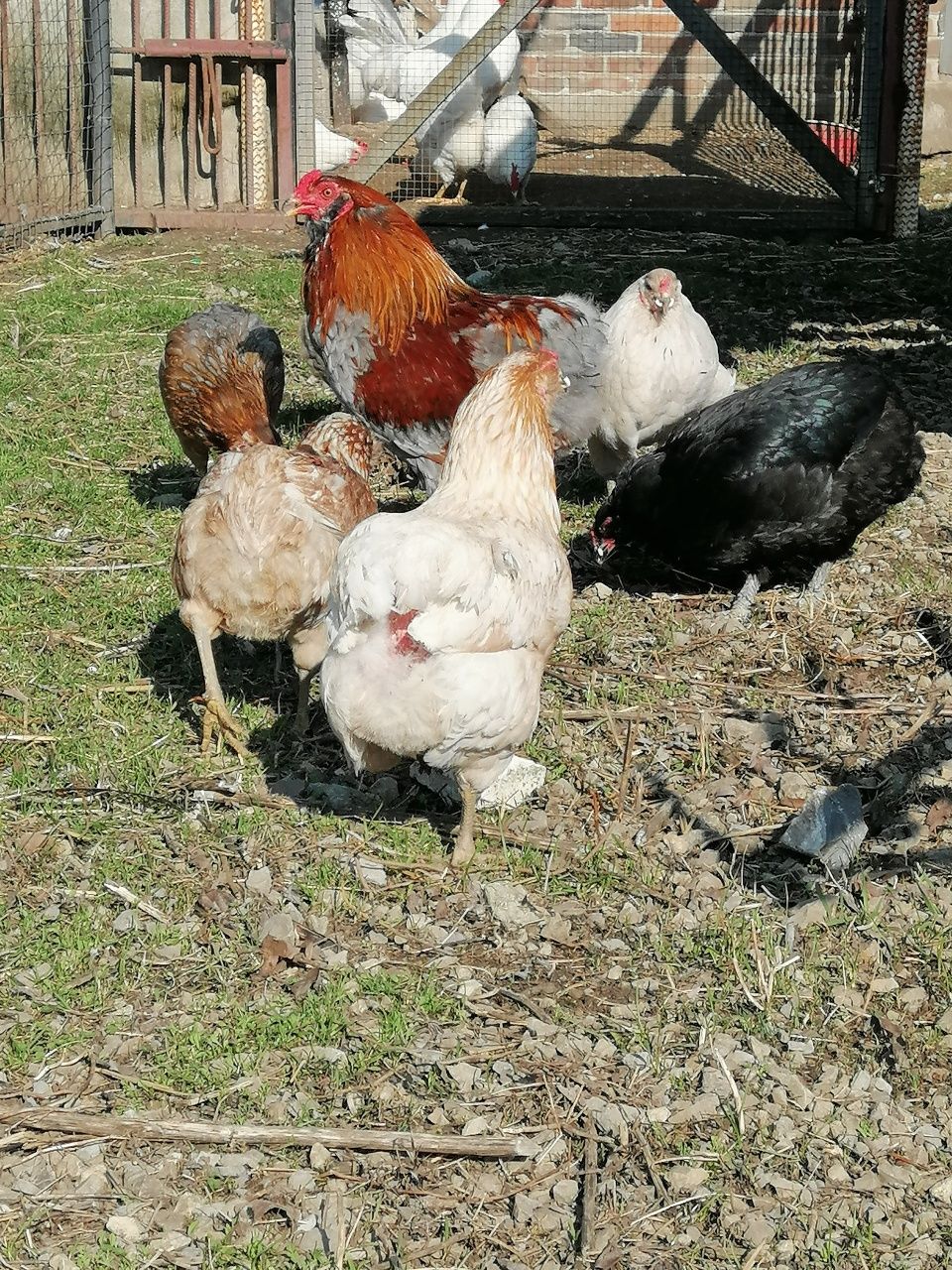 Jaja lęgowe jajka kur araucana bezogoniasta zielone jajko