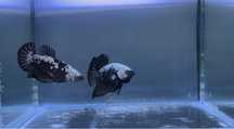Casal Betta Black Samurai