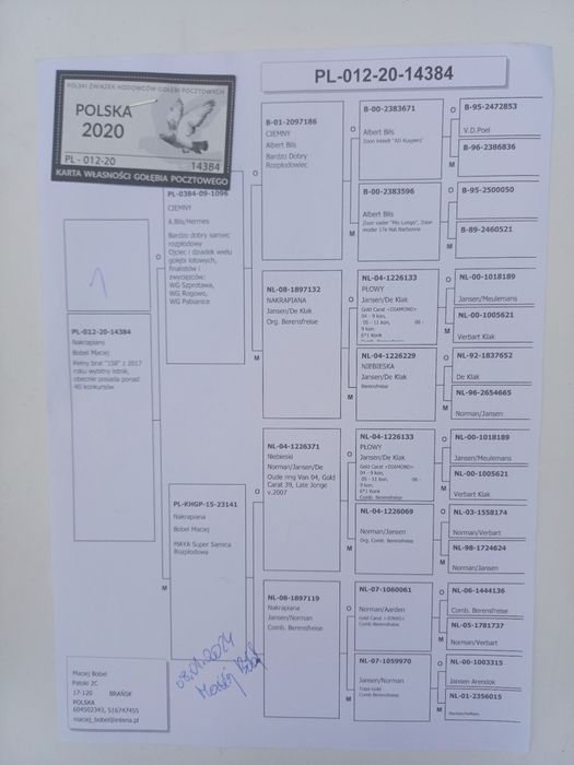 Gołębie pocztowe