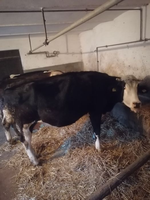 Sprzedam krowy wysokocielne