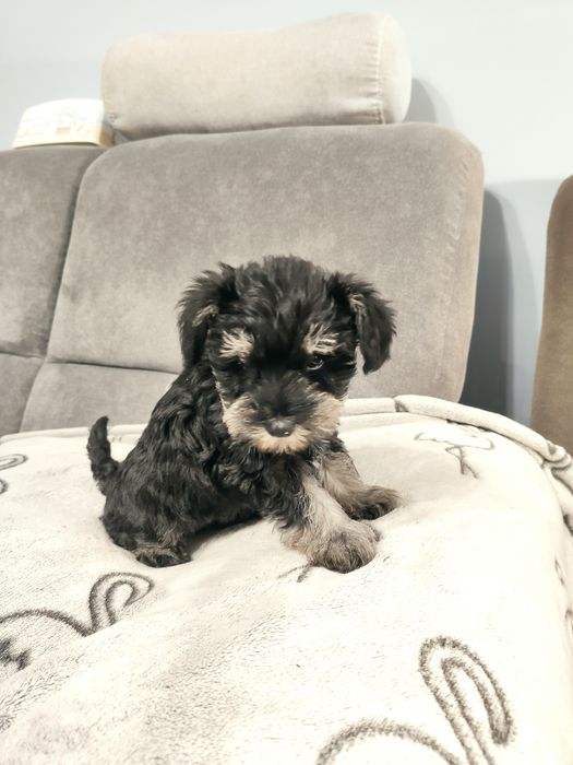 Sznaucer miniaturowy