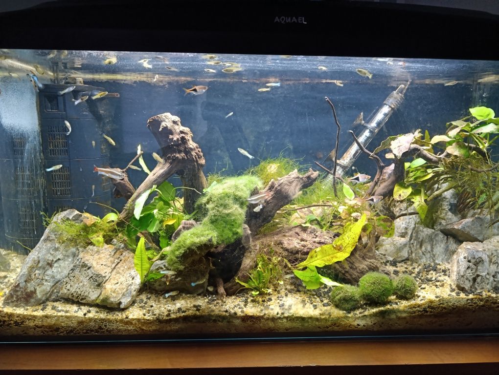 Akwarium 112litrów Aquael z życiem, filtr, grzałka, termometr
