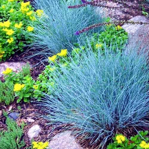 Овсяниця глаука фестука голуба