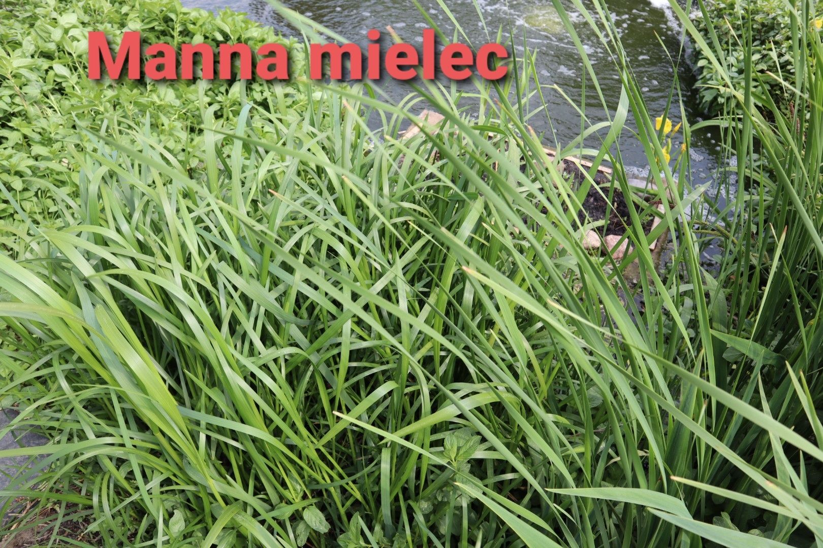 komplet roślin wodnych manna mielec oczyszczalnia ogród deszczowy
