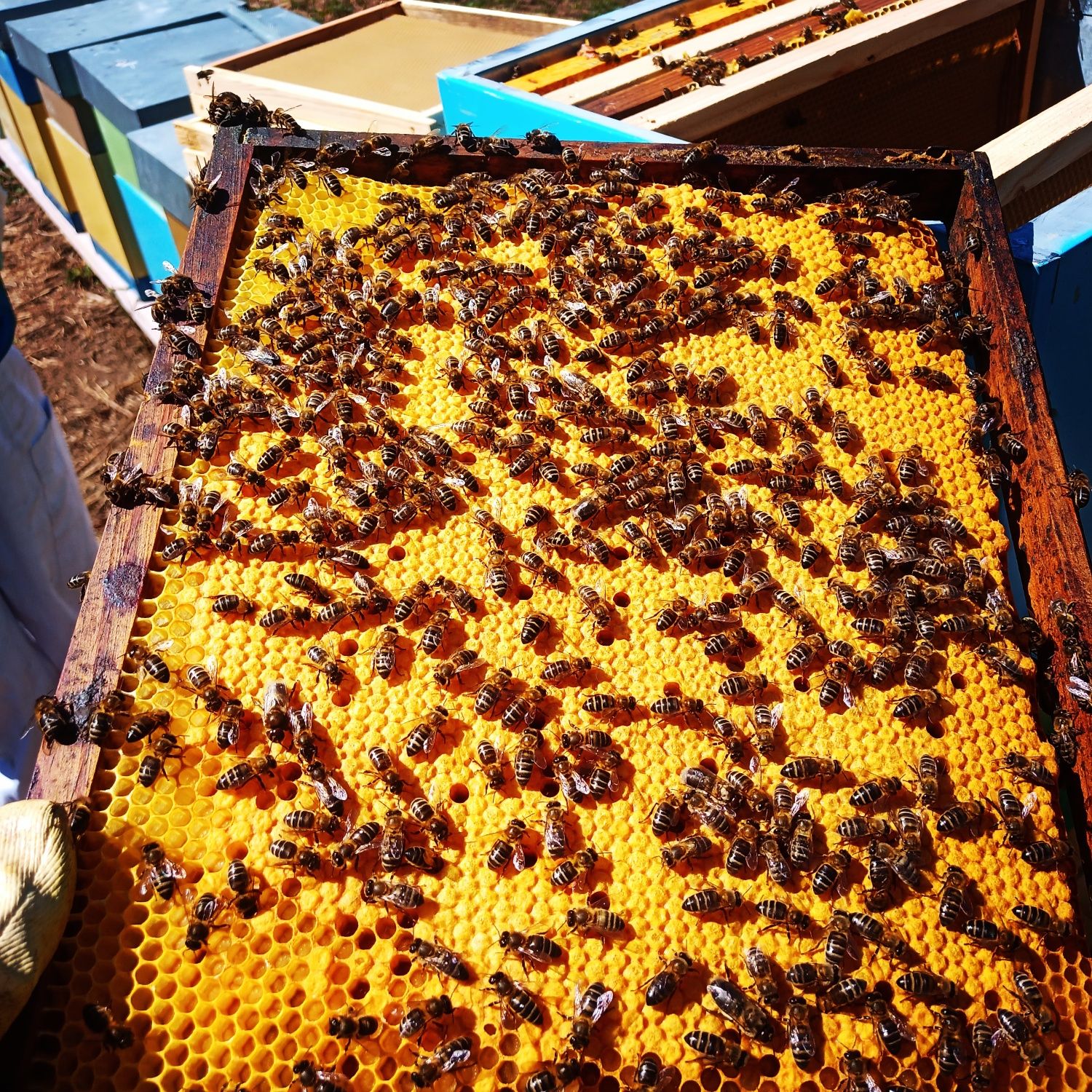 Enxame de abelhas mais colmeia lusitana