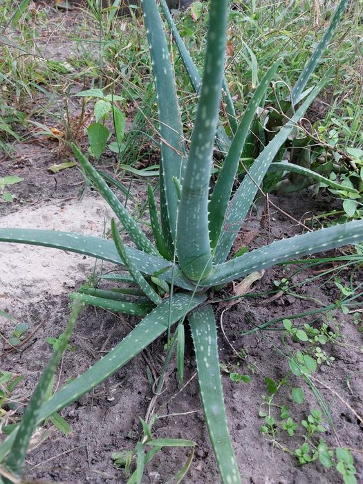 Алоє 3-х річки недорого