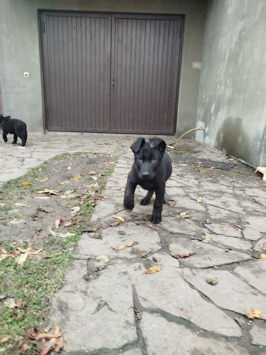 Східноєвропейська вівчарка.