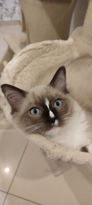 Ragdoll Cherubin Mink kotek rodowód  TICA