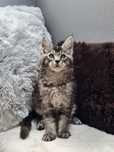 Kocurek rasy Maine Coon - rodowód FPL
