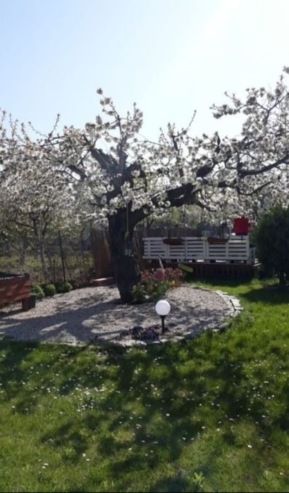 Działka rekreacyjna ogrodowa, altana, Strzegom