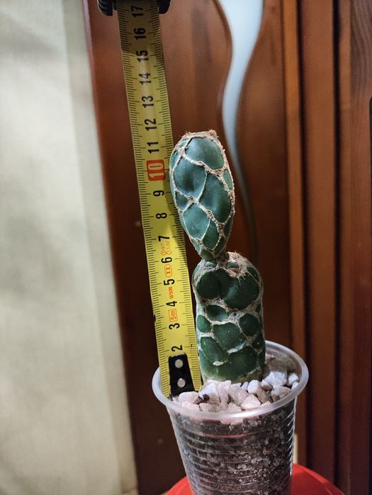 Опунція ретікулата Кобра