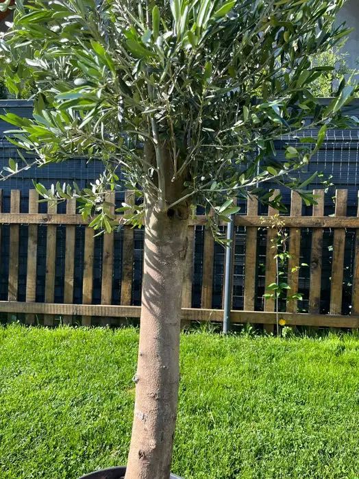 Drzewa oliwne,oliwka, 25l, z plantacji holenderskiej,do -15C,170-200cm
