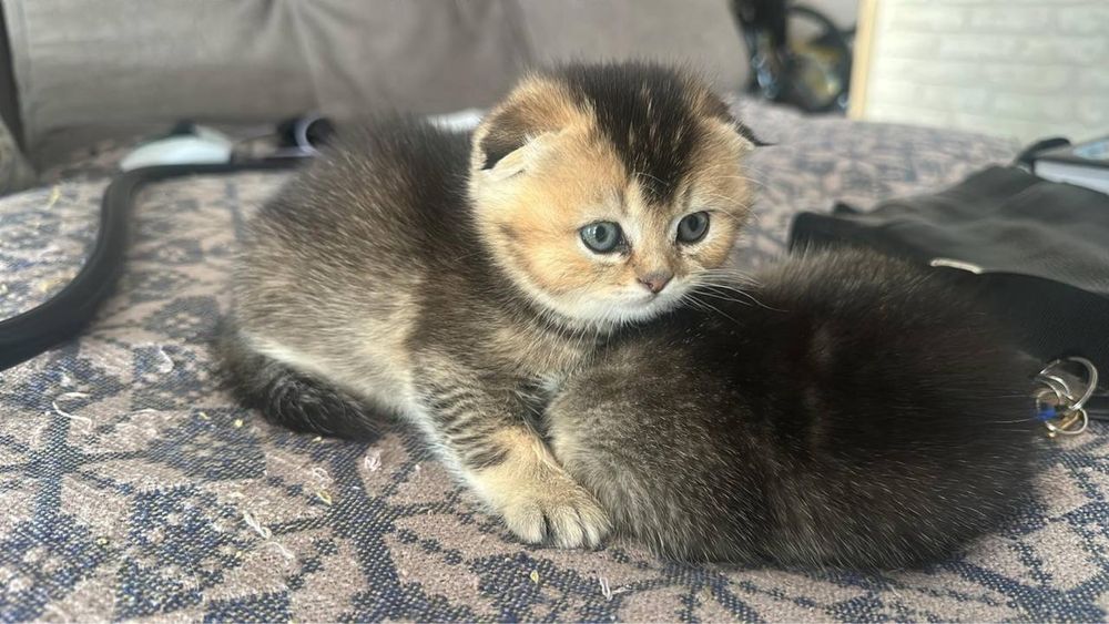 Чистокровные вислоухие шотландские котята — открыта бронь!