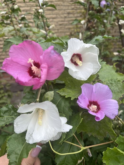 Гібіскус. Гибискус деревовидный. Глициния. Гліцинія. Глицыния.