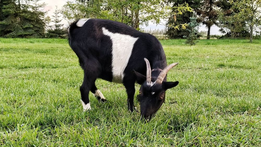 Mini koza, koza miniaturowa, kózka miniaturka, pigmejska