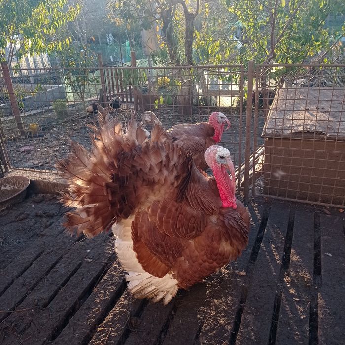 Інкубаційне яйце індиків бурбон