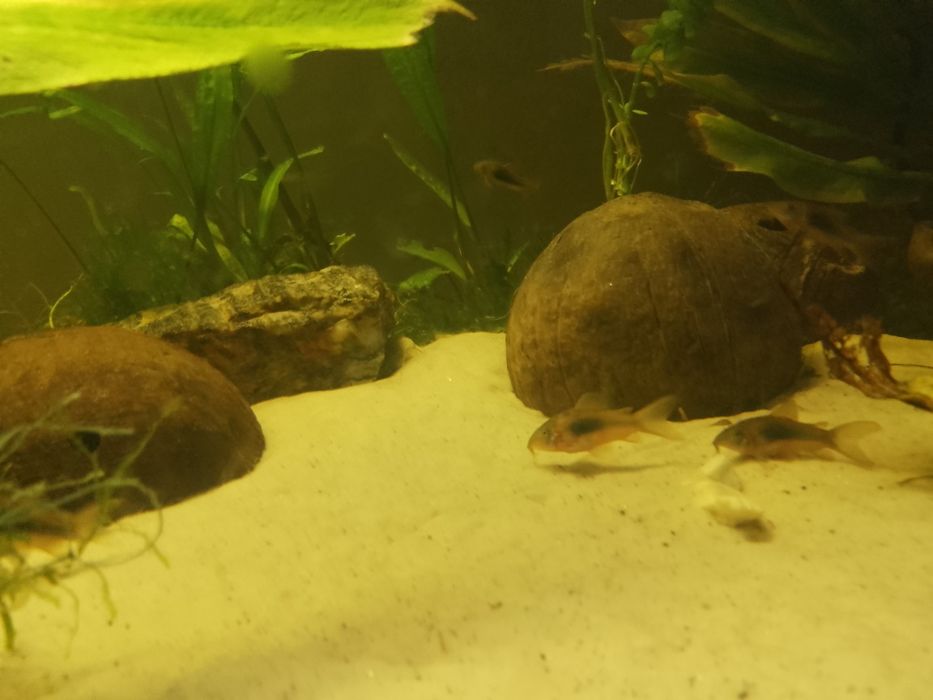 Sprzedam rybki prętnik karłowaty ,molinezje