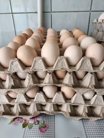 Jajka zagrodowe od młodych kur 21 zł 30 jajek