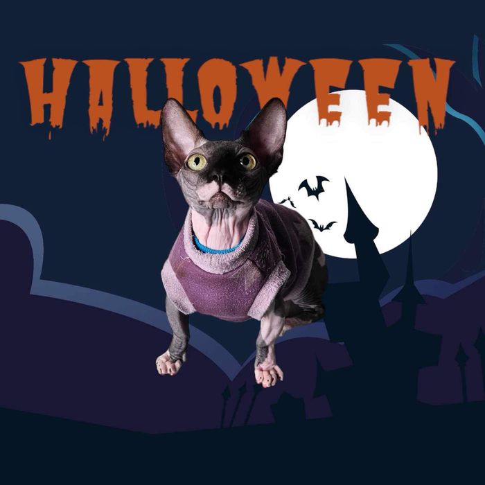 Котята різної породи