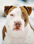Młody amstaff Rabul - Amerykański Staffordshire terrier