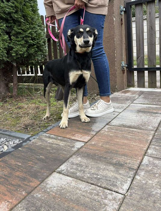 Spartunia młodziutka suczka do adopcji