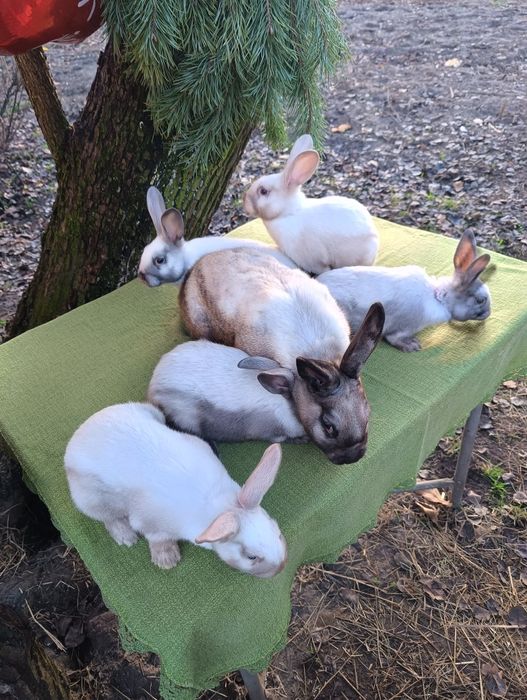 Породисті кролики