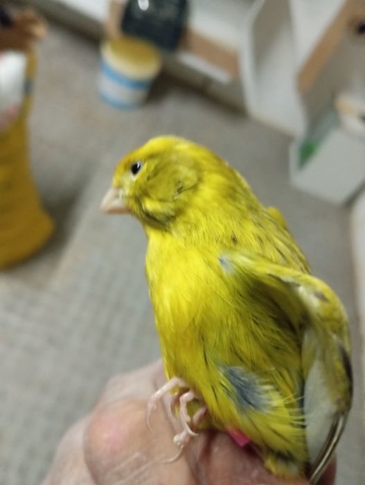 Cedo canários Ágata amarelo