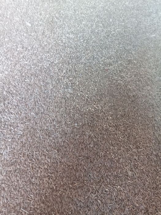 Żyto ozime populacyjne 2025