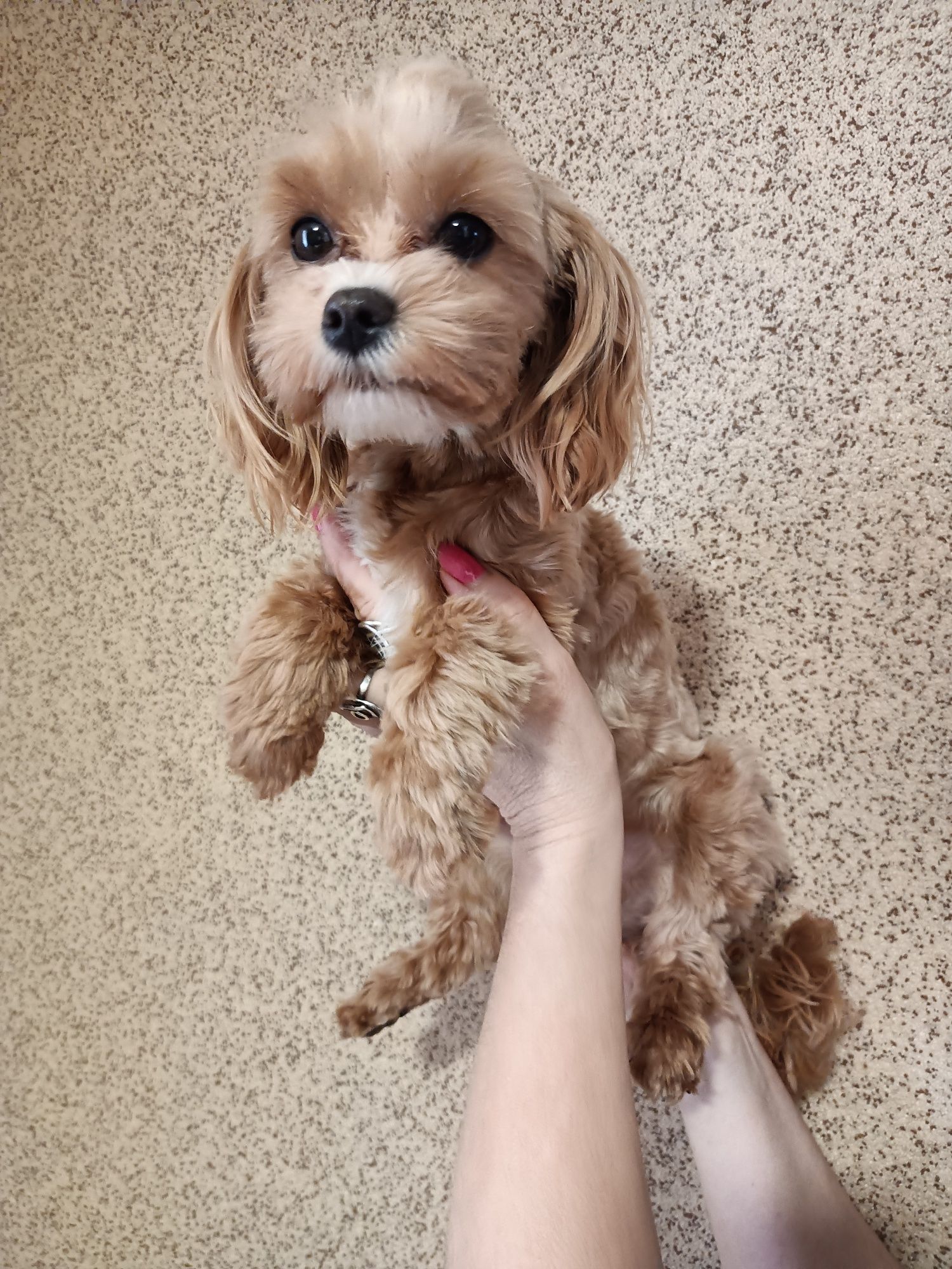 Maltipoo F1b chłopczyk