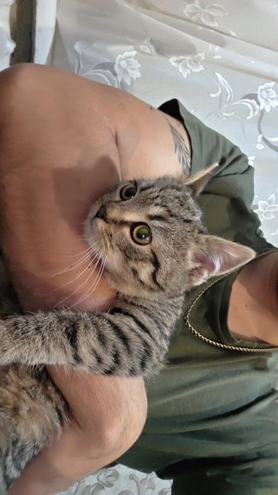 Котик кіт в добрі руки кошеня