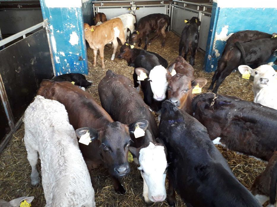 Jałówki HF na krowę, mleczne , Byczki, Jałówki Mięsne, transport