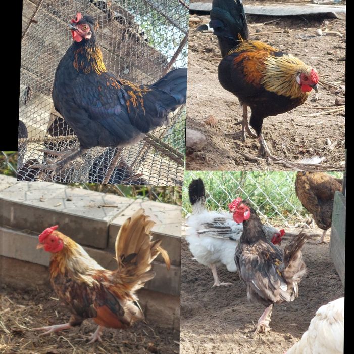 Kaczki czubate/ koguty rajskie