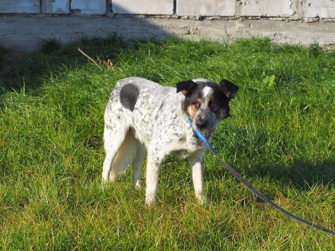 PIRAT cudowny łagodny psiak kochający ludzi szuka PILNIE dobrego domku