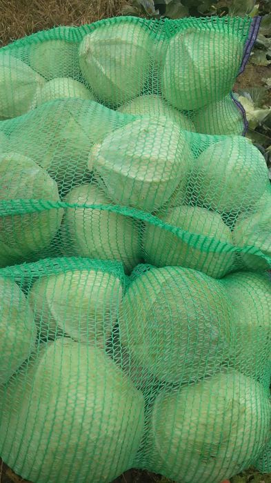 Капуста оптом  від 1 тонни