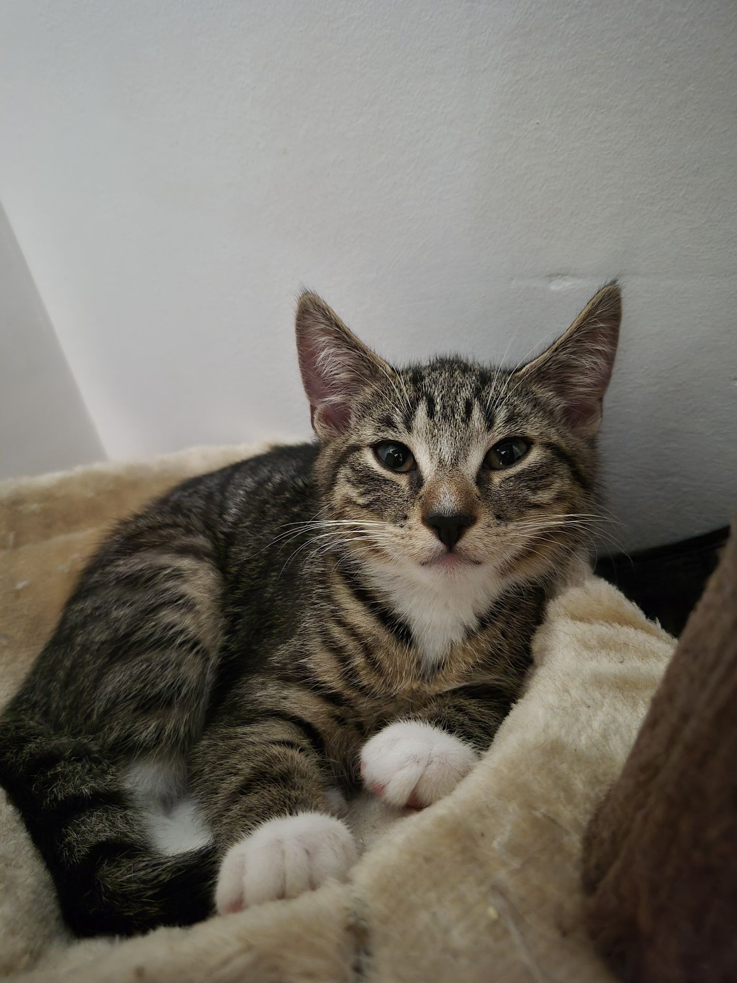 Koty do adopcji.