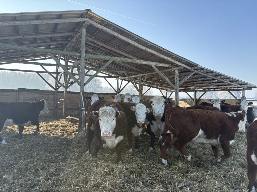 Jałówki Hereford młode