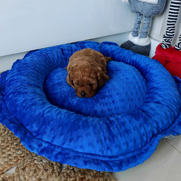 Cavapoo cavadoodle hybryda cavalier king Charles spaniel pudel toy