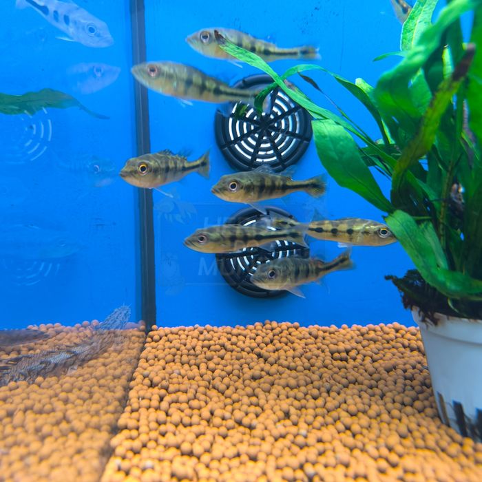 Tucunaré Azul (Cichla Piquiti)