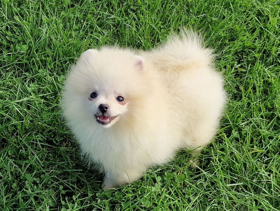 Szpic miniaturowy Pomeranian ZKwP ZKwP.