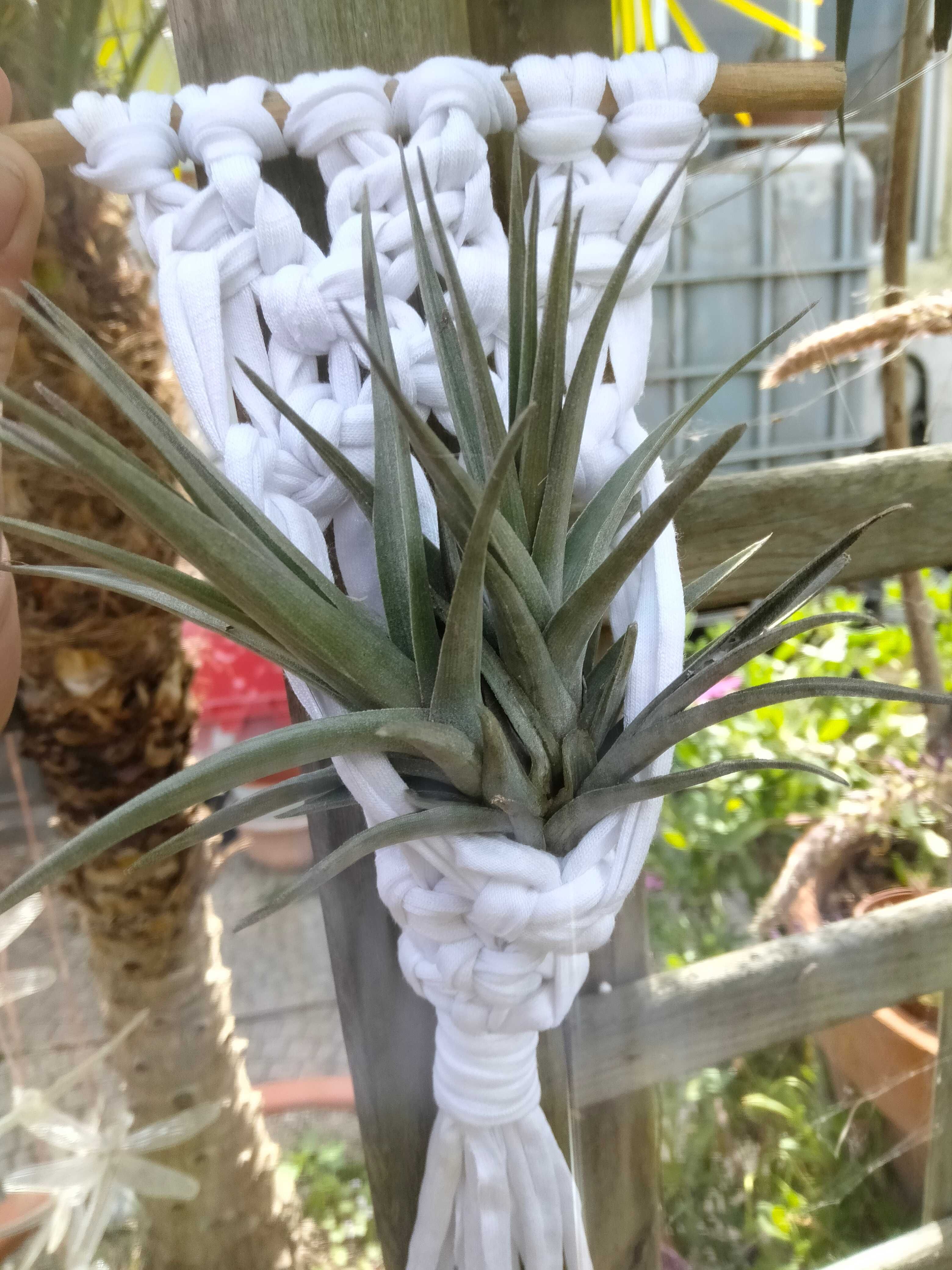 Tillandsia planta aérea