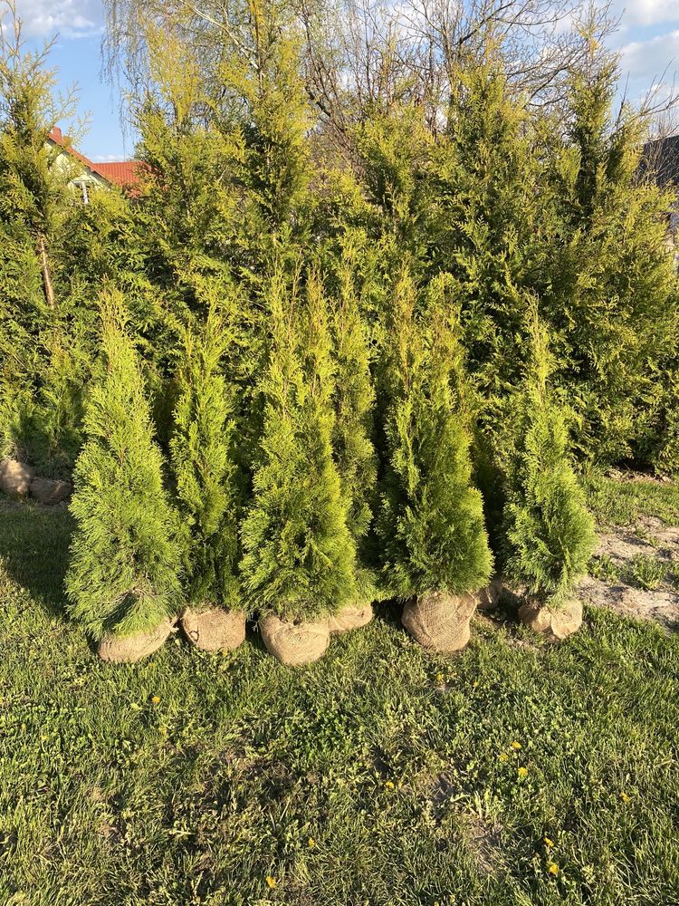 Tuja Szmaragd 130-140 DOSTAWA*SADZENIE/120/150/160 Tuje Thuje Thuja