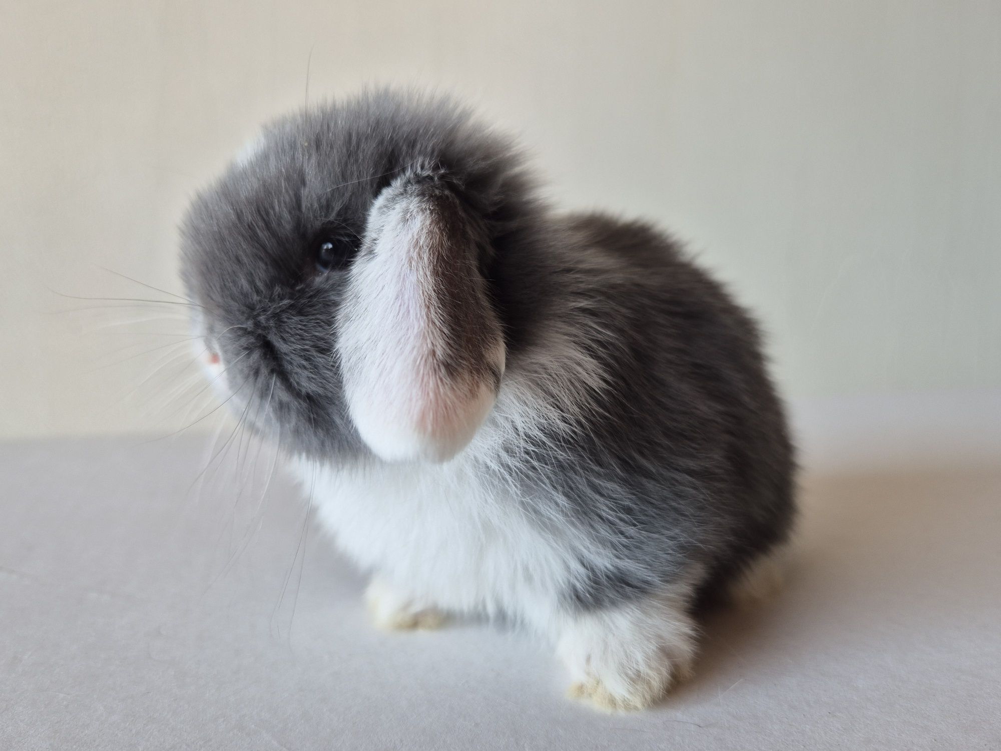 Królik Mini -Lop