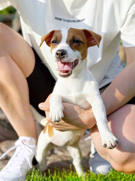 Найкраща дівчинка джек рассел ККУ‼️