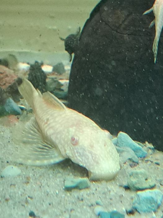 Zbrojniki albinosy para