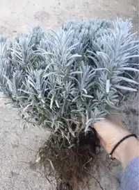 Саджанці лаванди (Роздріб, Опт,Дропшипінг)/ Саженцы лаванды