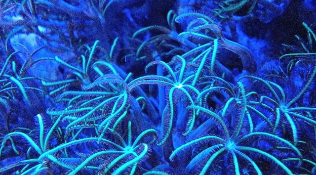 Koral Briareum fluo